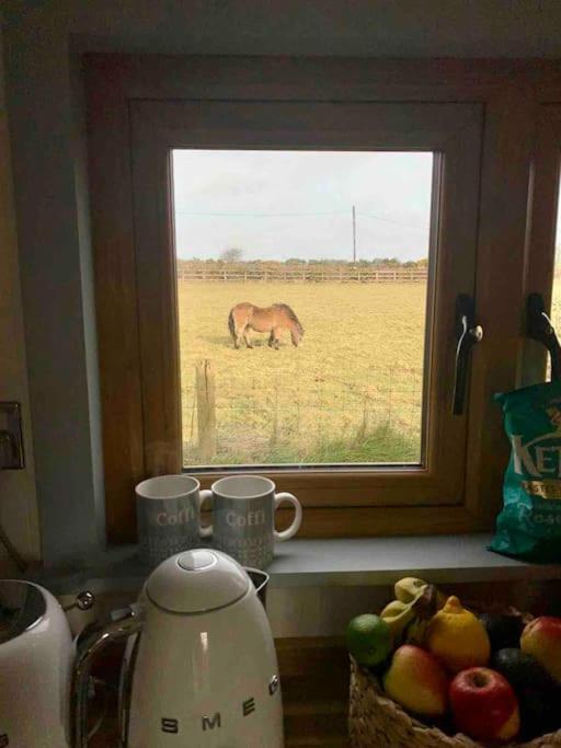 The Hut@Trefechan Wen - Coastal Coziness! Goodwick Exteriör bild